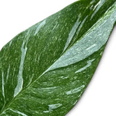 Blattdetail von Spathiphyllum 'Diamond' mit feinen weißen Sprenkeln und breiten hellen Streifen auf grüner Oberfläche.