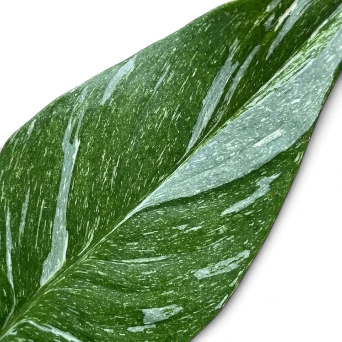 Blattdetail von Spathiphyllum 'Diamond' mit feinen weißen Sprenkeln und breiten hellen Streifen auf grüner Oberfläche.