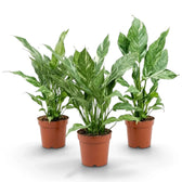 Drei Pflanzen von Spathiphyllum 'Diamond' mit aufrechten, weiß gestreiften grünen Blättern in Kulturtöpfen.