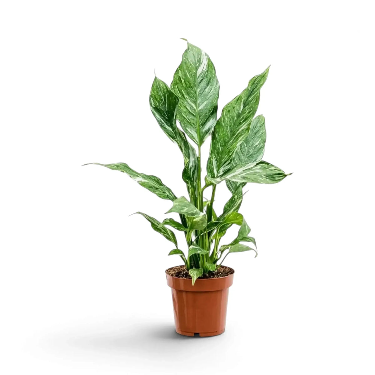 Spathiphyllum 'Diamond' im Topf mit langen, aufrechten Blattstielen und spitzen grünen Blättern mit weißer Marmorierung.