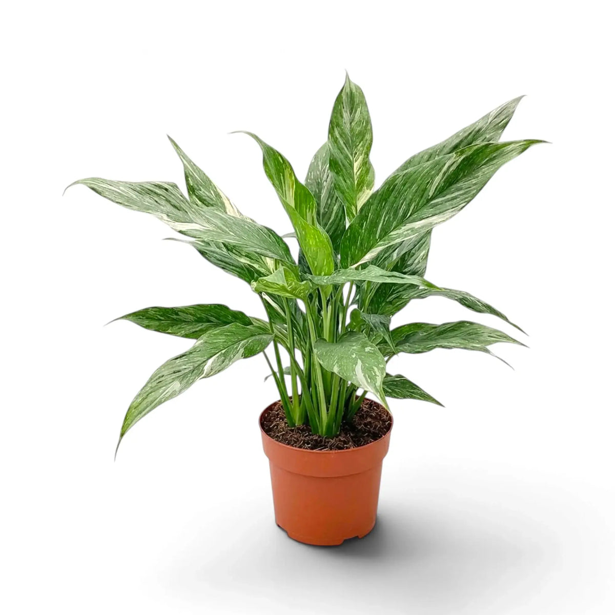 Spathiphyllum 'Diamond' im Topf mit langen grünen Blättern, breiten weißen Streifen und hellgrünem Austrieb in der Mitte.