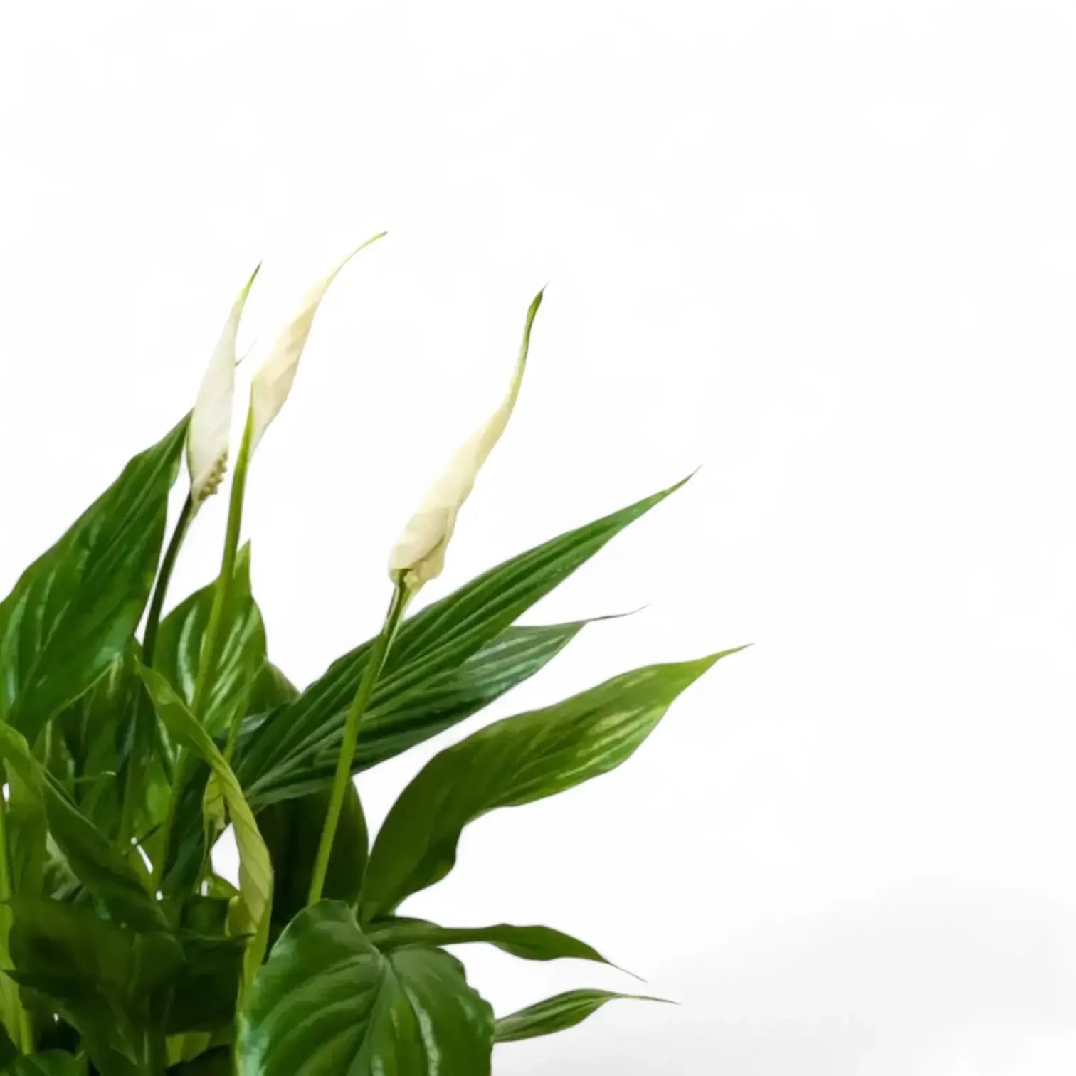 Spathiphyllum 'Korto' – Blattdetail vor weißem Hintergrund..