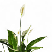 Spathiphyllum 'Maximo Cupido' – Blattdetail vor weißem Hintergrund..