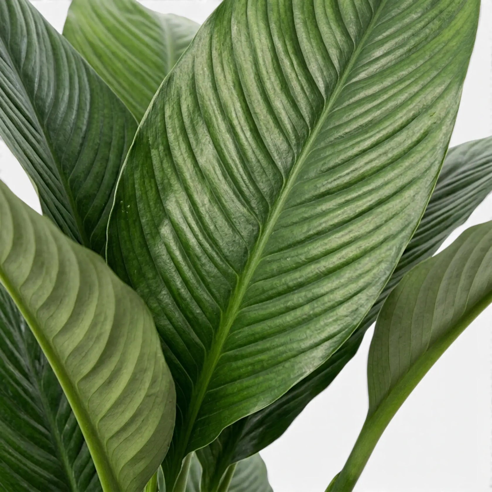 Spathiphyllum 'Sensation' foliage with broad, deeply ribbed dark green leaves.
