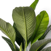 Upright Spathiphyllum 'Sensation' leaf cluster with broad blades and strong parallel ribbing.
