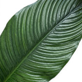 Single glossy Spathiphyllum 'Sensation' leaf with pronounced ribbing.