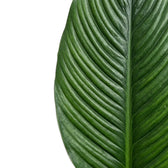 Close view of two Spathiphyllum 'Sensation' leaves showing their deep central ribs.