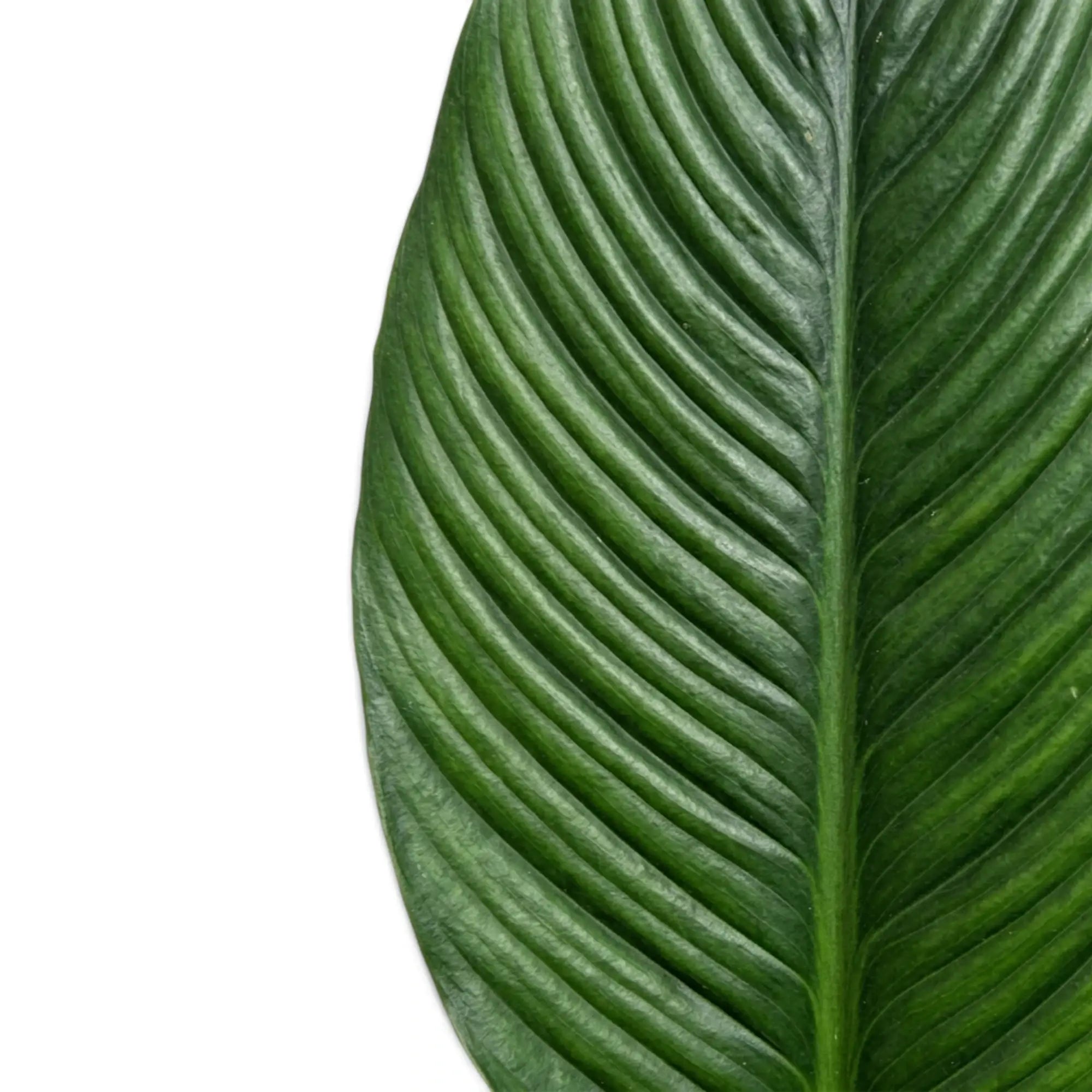 Close view of two Spathiphyllum 'Sensation' leaves showing their deep central ribs.