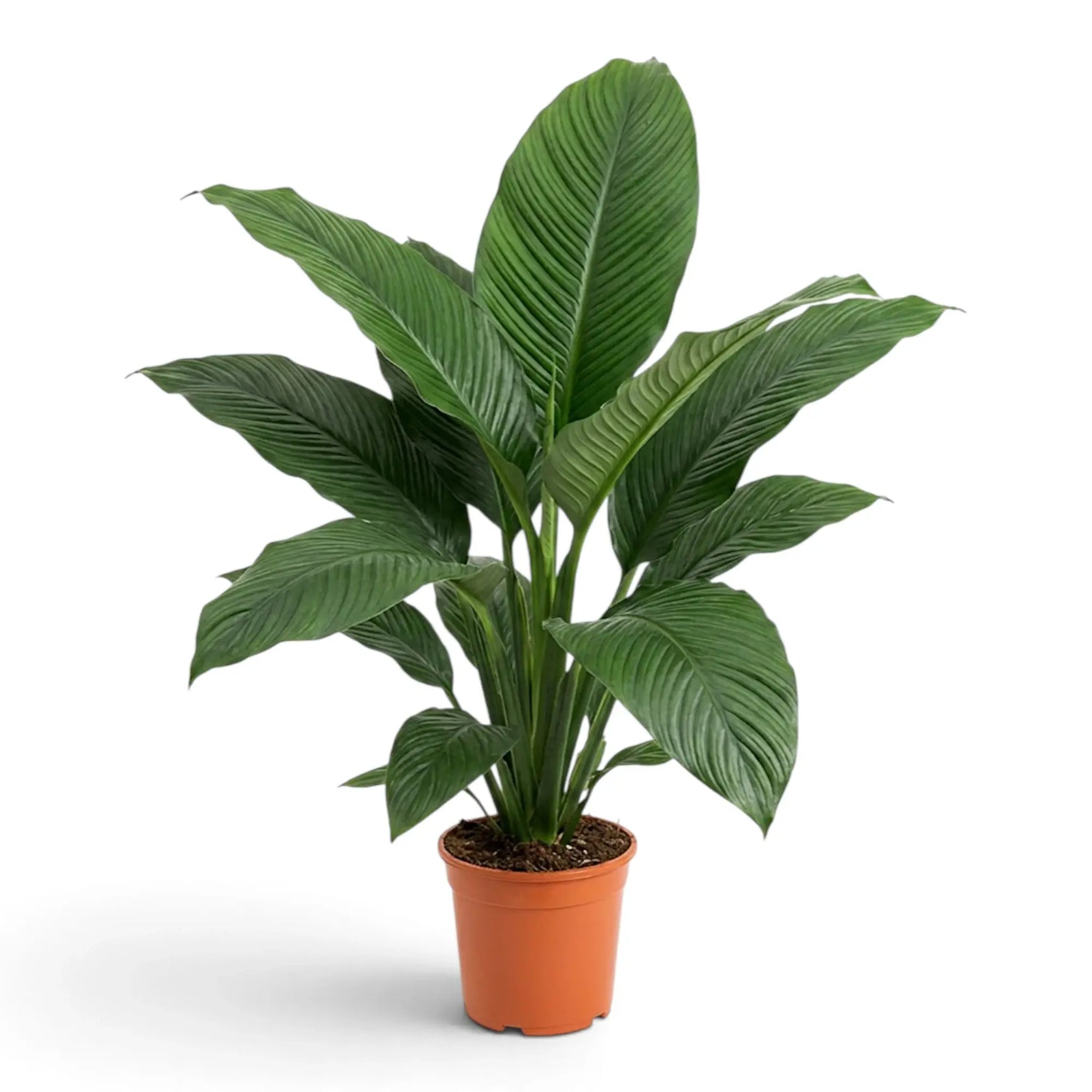 Tall Spathiphyllum 'Sensation' XL in a nursery pot with upright arching leaves.