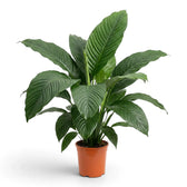 Full Spathiphyllum 'Sensation' XL viewed at an angle in a nursery pot.
