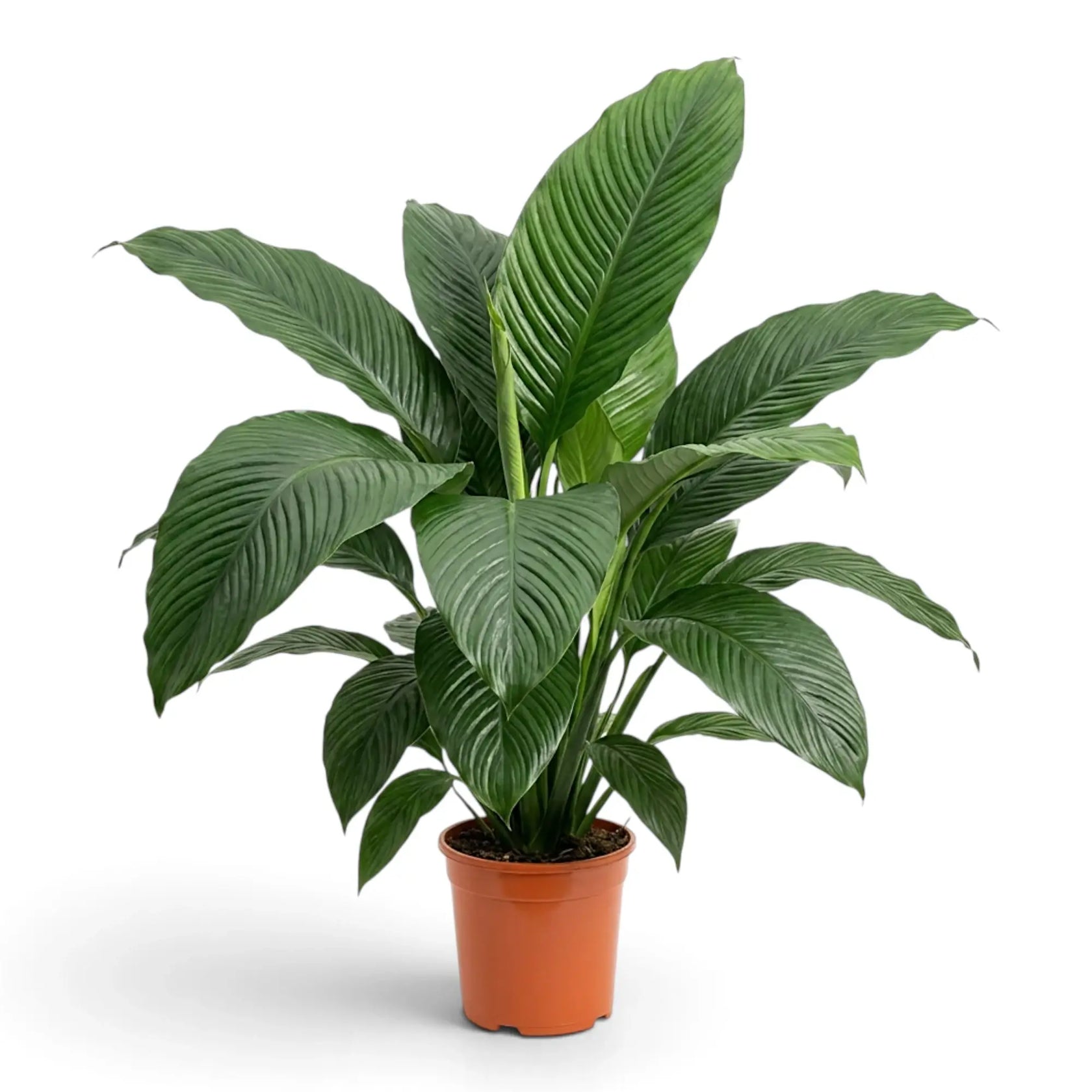Full Spathiphyllum 'Sensation' XL viewed at an angle in a nursery pot.