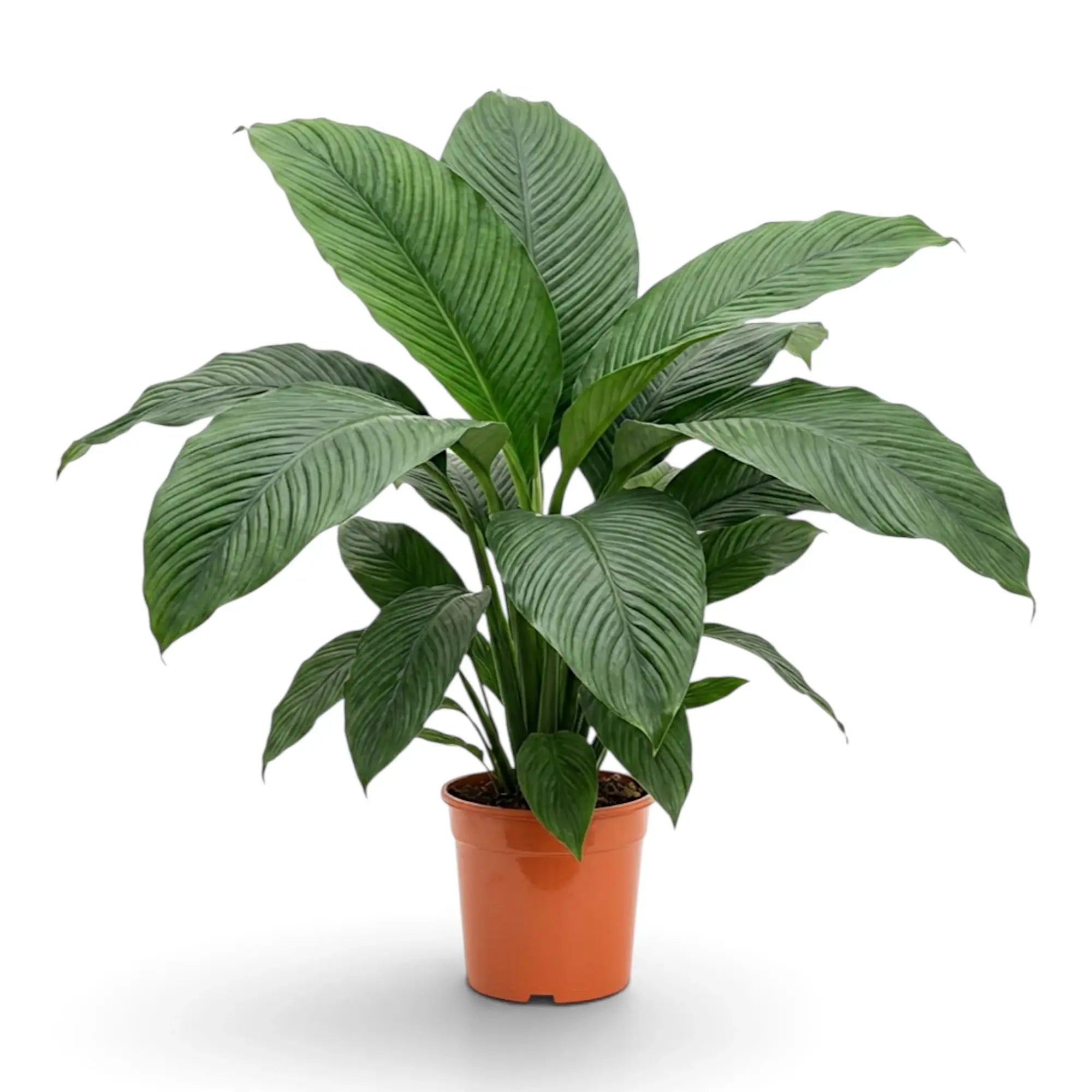 Front view of Spathiphyllum 'Sensation' XL showing its broad symmetrical form.