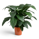 Bushy Spathiphyllum 'Sensation' XL with dense dark green foliage in a nursery pot.