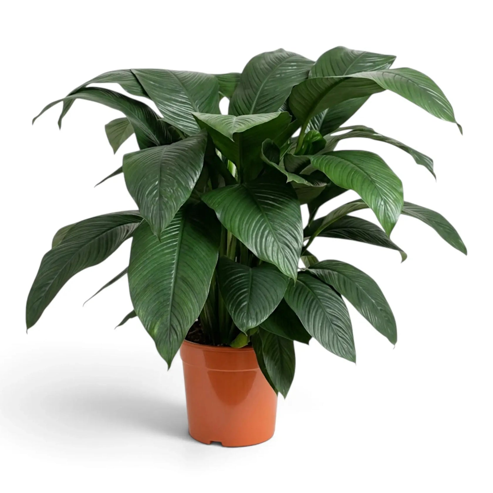 Bushy Spathiphyllum 'Sensation' XL with dense dark green foliage in a nursery pot.