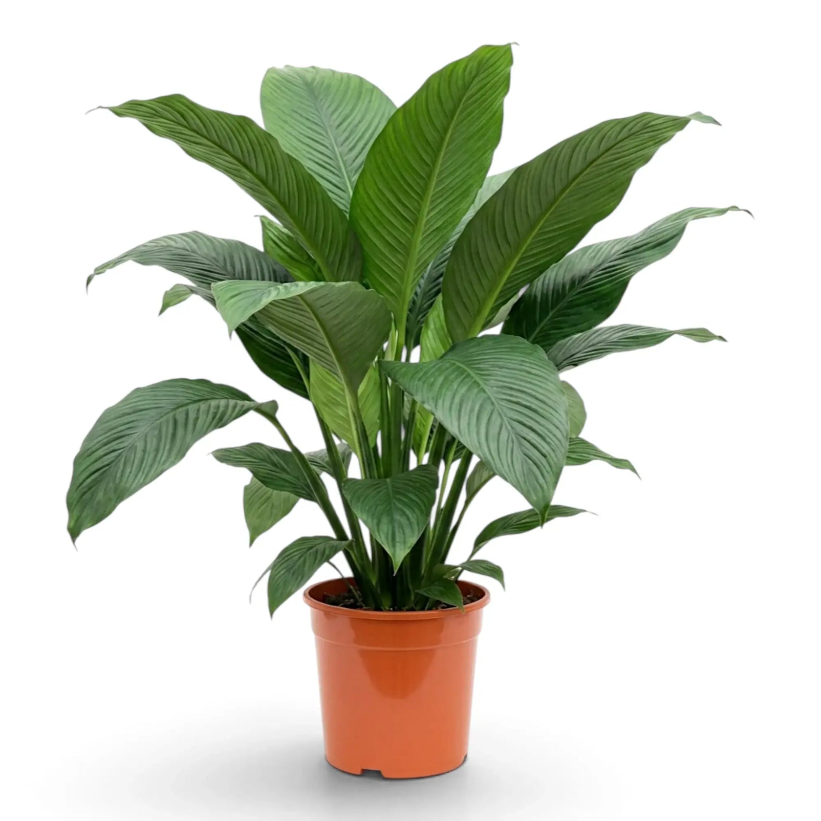 Wide Spathiphyllum 'Sensation' XL displaying its large ribbed leaves.