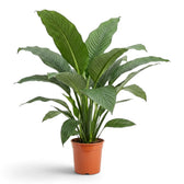 Tall, open Spathiphyllum 'Sensation' XL with layered leaves in a nursery pot.
