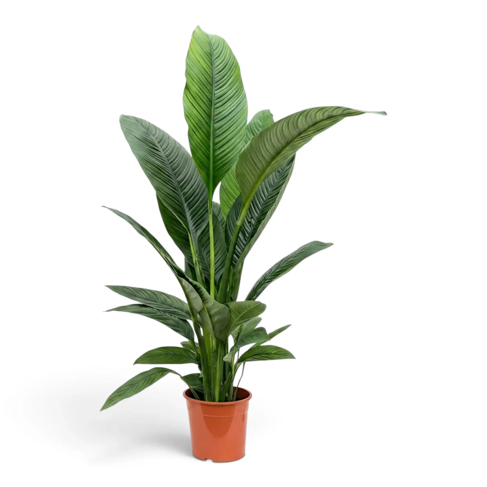 Upright Spathiphyllum 'Sensation' XL showing its full height and narrow base.