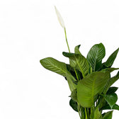 Spathiphyllum 'Sweet Isabella' – Blattdetail vor weißem Hintergrund..