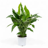 Spathiphyllum 'Sweet Lauretta' potted plant in nursery pot on white background.