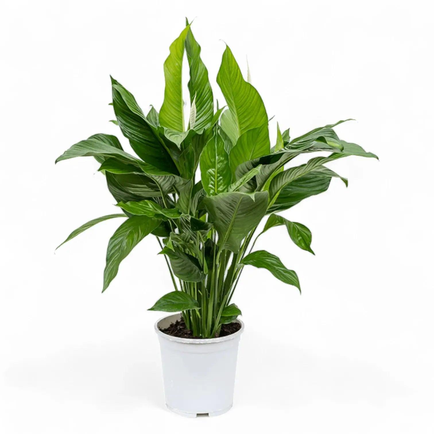 Spathiphyllum 'Sweet Lauretta' potted plant in nursery pot on white background.