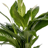 Spathiphyllum 'Sweet Lauretta' – Blattdetail mit langen dunkelgrünen Blättern und ausgeprägter Rippung