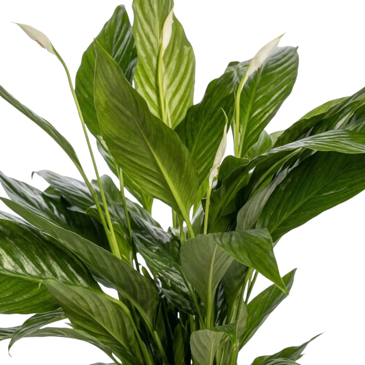 Spathiphyllum 'Sweet Lauretta' – Blattdetail mit langen dunkelgrünen Blättern und ausgeprägter Rippung
