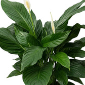 Spathiphyllum 'Sweet Lauretta' – Nahaufnahme eines breiten glänzenden Blatts mit markanter Mittelrippe