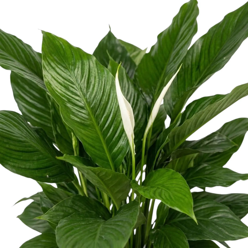 Close-up of overlapping Spathiphyllum 'Sweet Lauretta' leaves with glossy surfaces and strong veins