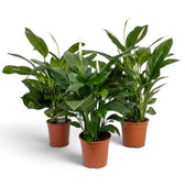 Spathiphyllum 'Sweet Lauretta' im Kulturtopf mit dichtem Blattschopf aus langen, glänzend dunkelgrünen Blättern
