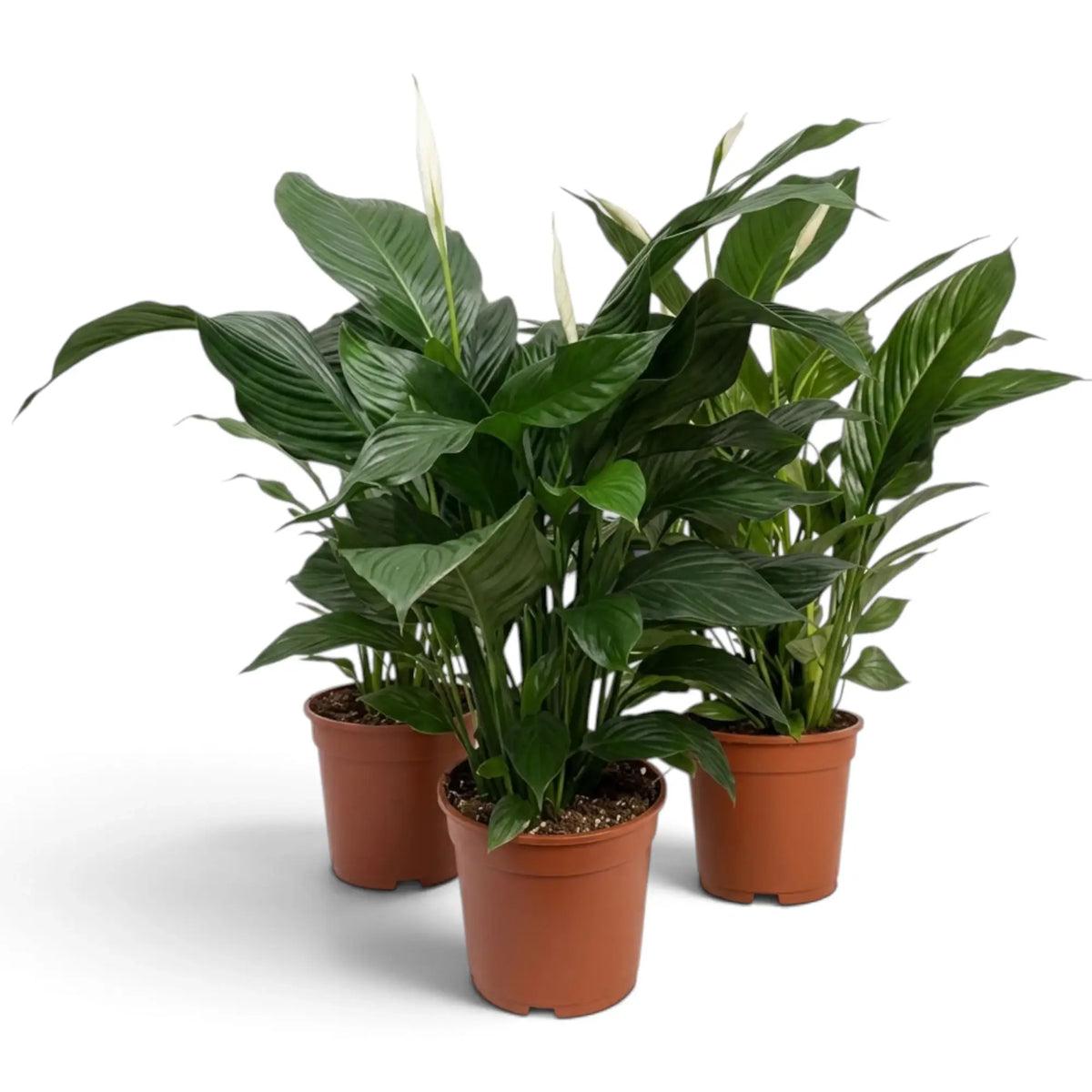 Spathiphyllum 'Sweet Lauretta' mit breiten gerippten Blättern und aufrechtem Austrieb an der Basis