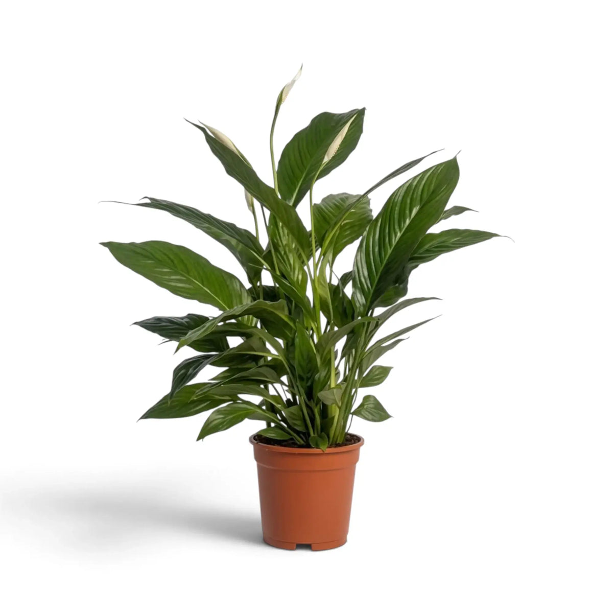 Spathiphyllum 'Sweet Lauretta' im Kulturtopf mit langen glänzenden Blättern an schlanken Blattstielen
