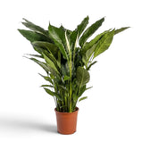 Spathiphyllum 'Sweet Lauretta' im Kulturtopf mit großen Blättern, die sich zu einem hohen, mehrstufigen Blattschopf anordnen