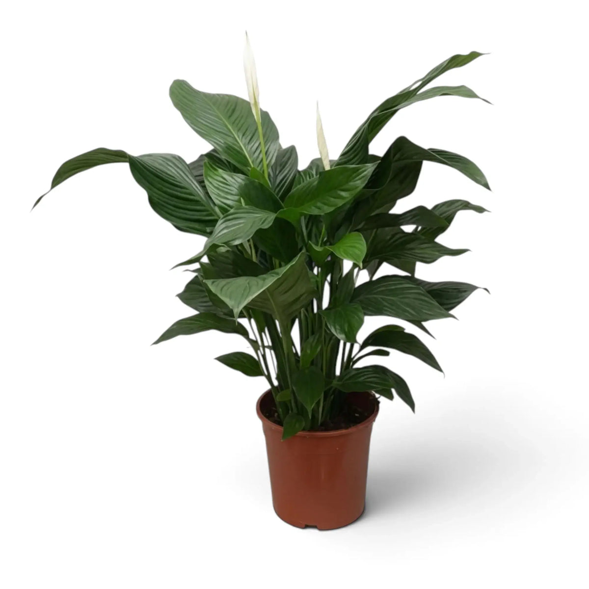 Spathiphyllum 'Sweet Lauretta' mit hohen breiten dunkelgrünen Blättern in einem aufrechten Blattschopf