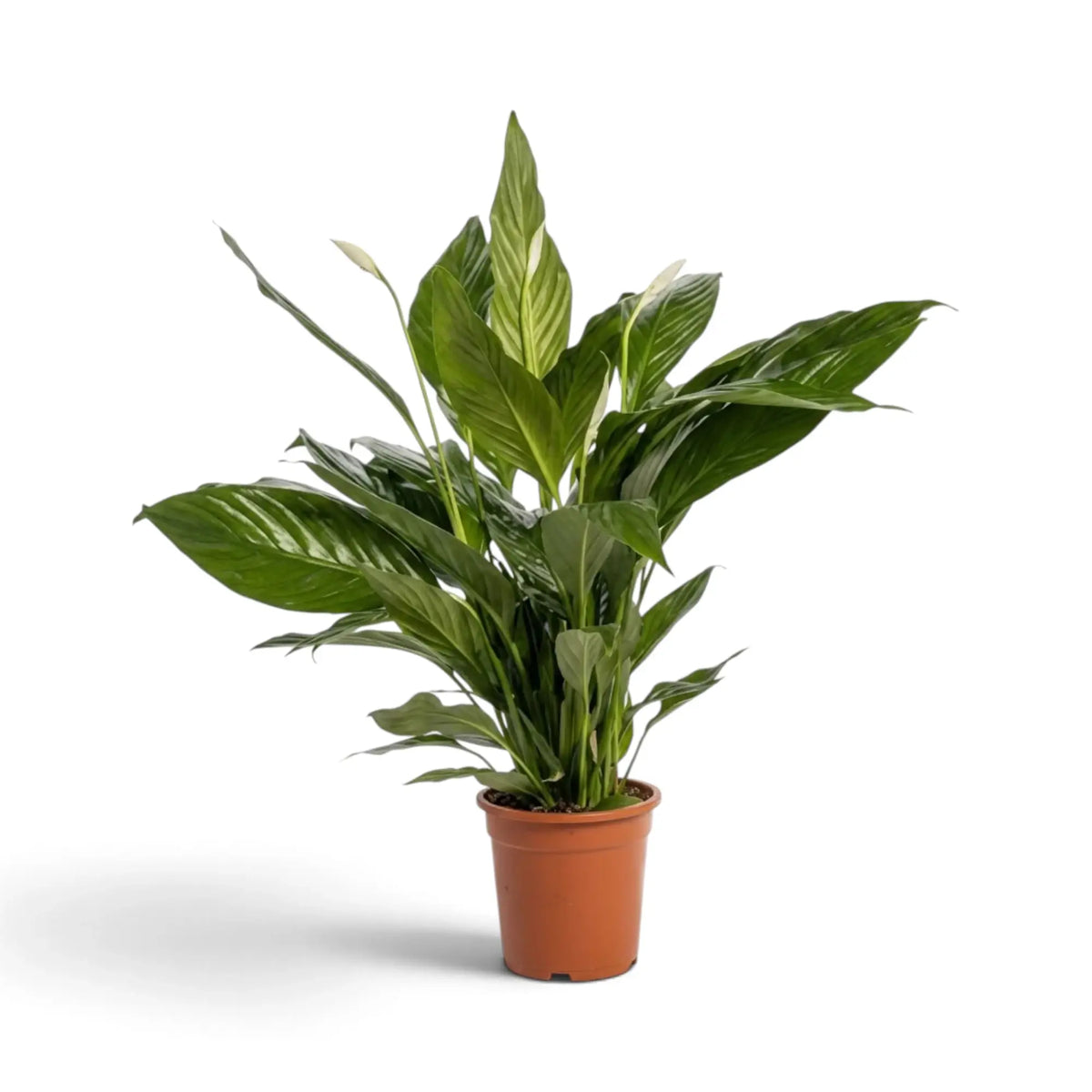 Spathiphyllum 'Sweet Lauretta' mit dichtem Austrieb an der Basis und breiten, bogig überhängenden grünen Blättern