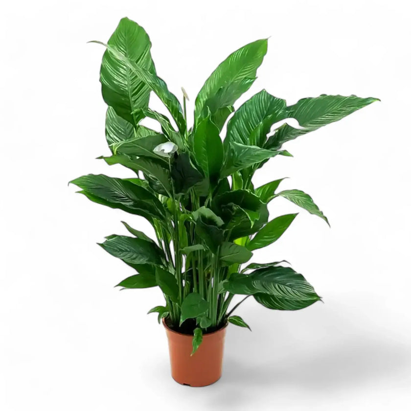 Spathiphyllum 'Sweet Sebastiano' potted plant in nursery pot on white background.