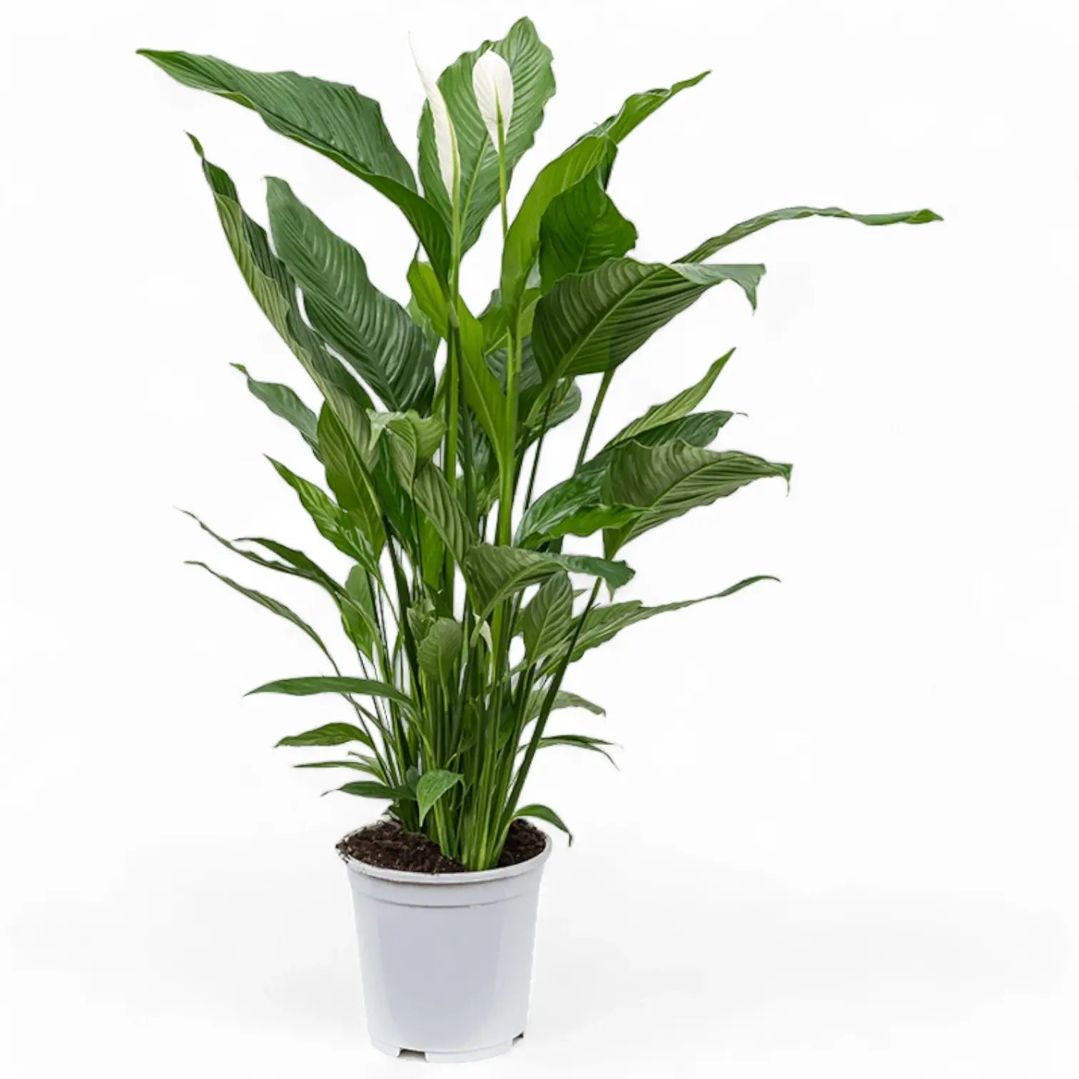 Spathiphyllum 'Sweet Sebastiano' potted plant in nursery pot on white background.