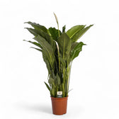 Spathiphyllum 'Sweet Sebastiano' potted plant in nursery pot on white background.
