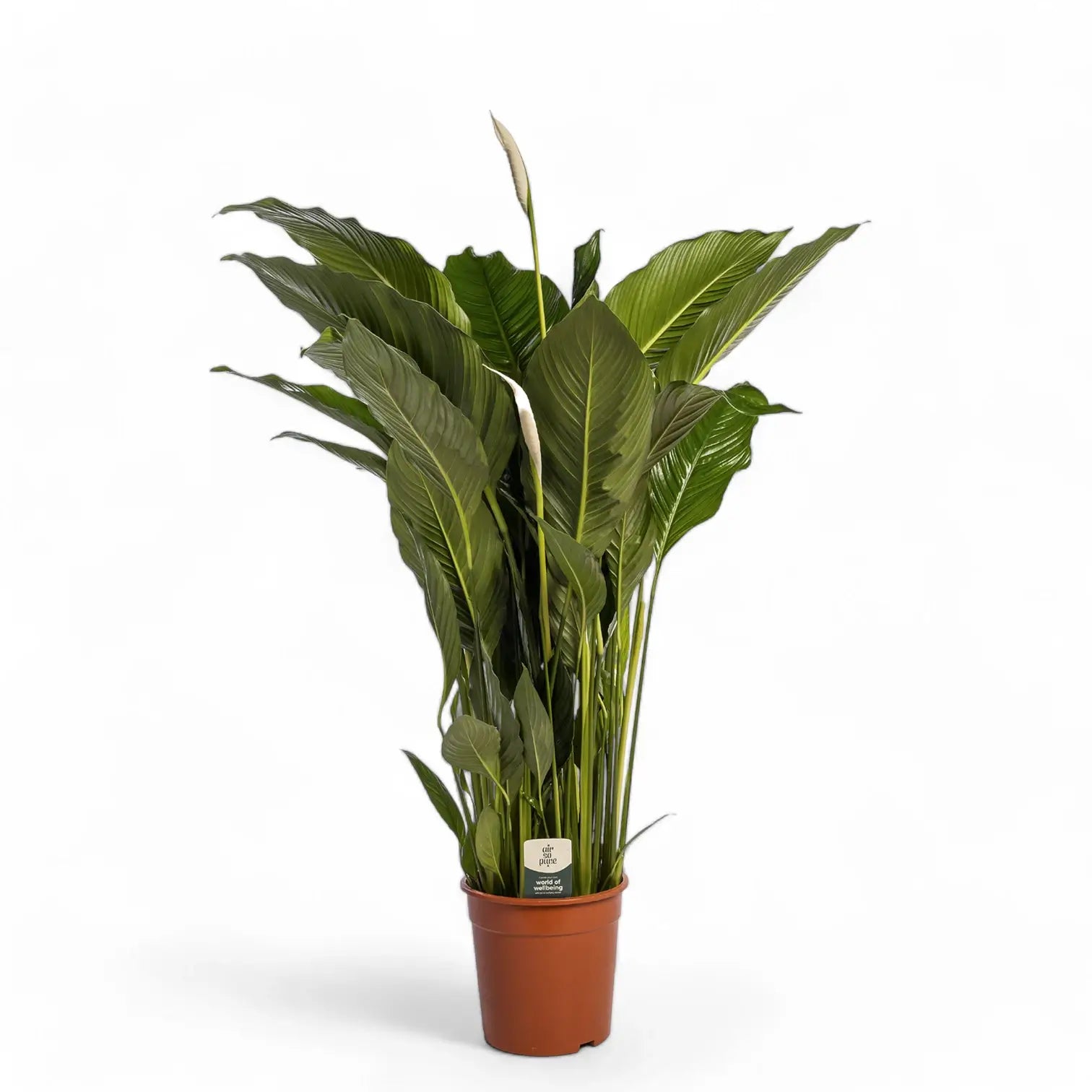 Spathiphyllum 'Sweet Sebastiano' potted plant in nursery pot on white background.