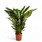 Spathiphyllum 'Sweet Sebastiano' potted plant in nursery pot on white background.
