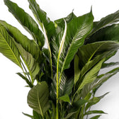 Nahaufnahme der grünen Blätter von Spathiphyllum Sweet Sebastiano (Einblatt).