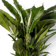Nahaufnahme der grünen Blätter von Spathiphyllum Sweet Sebastiano (Einblatt).