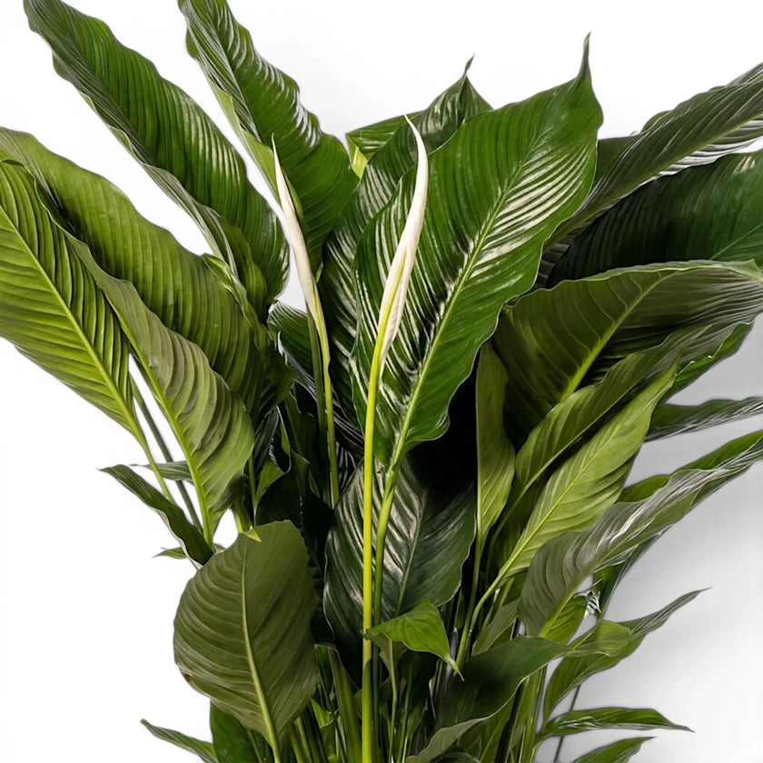 Nahaufnahme der grünen Blätter von Spathiphyllum Sweet Sebastiano (Einblatt).