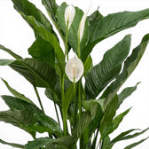 Nahaufnahme der grünen Blätter von Spathiphyllum Sweet Sebastiano (Einblatt).