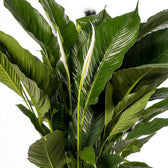 Nahaufnahme der grünen Blätter von Spathiphyllum Sweet Sebastiano (Einblatt).