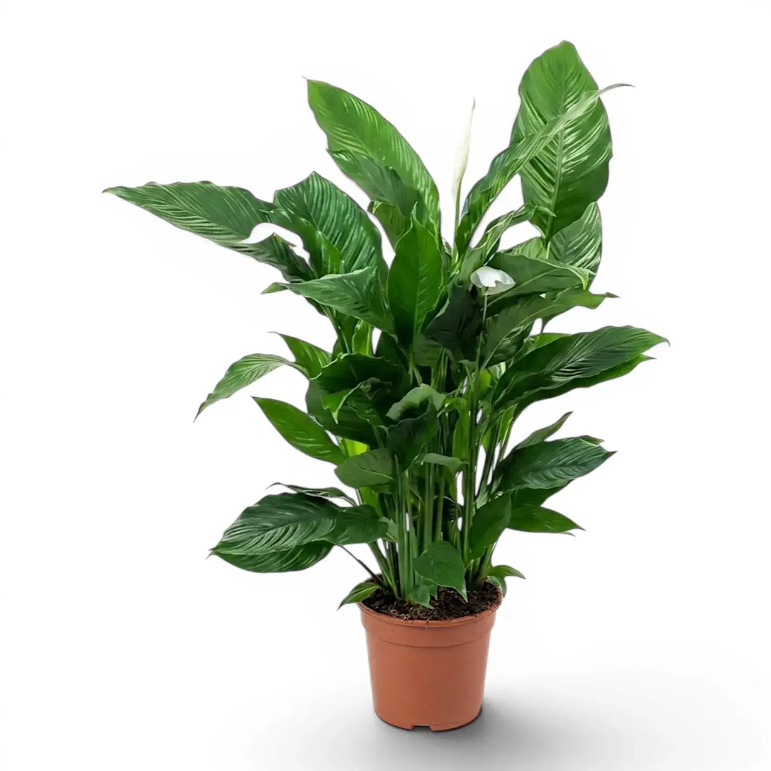 Spathiphyllum Sweet Sebastiano (Einblatt) im Kulturtopf.