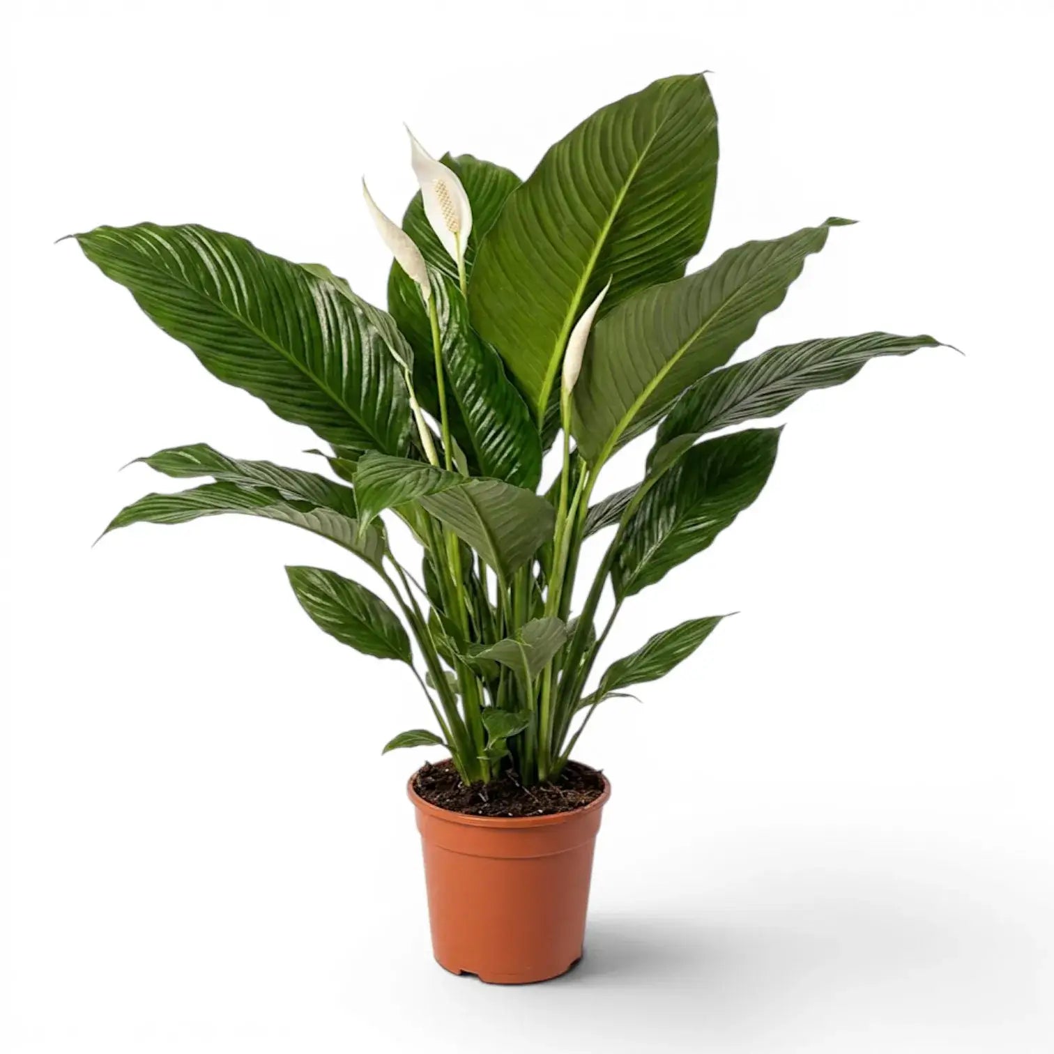 Spathiphyllum Sweet Sebastiano (Einblatt) im Kulturtopf.