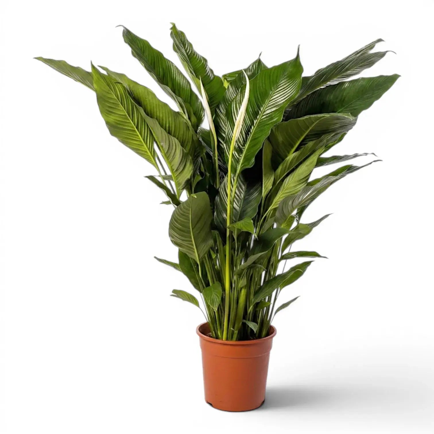 Spathiphyllum Sweet Sebastiano (Einblatt) im Kulturtopf.