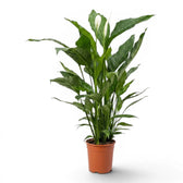 Spathiphyllum Sweet Sebastiano (Einblatt) im Kulturtopf.