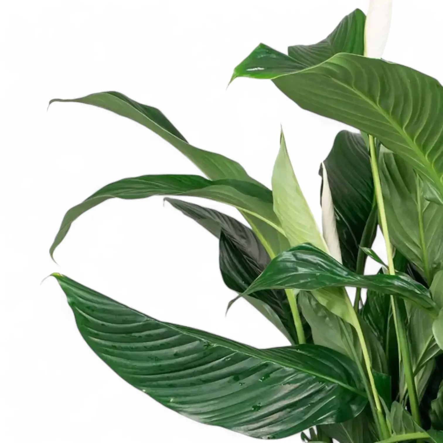 Nahaufnahme eines Blatts von Spathiphyllum 'Sweet Silvana' vor weißem Hintergrund.