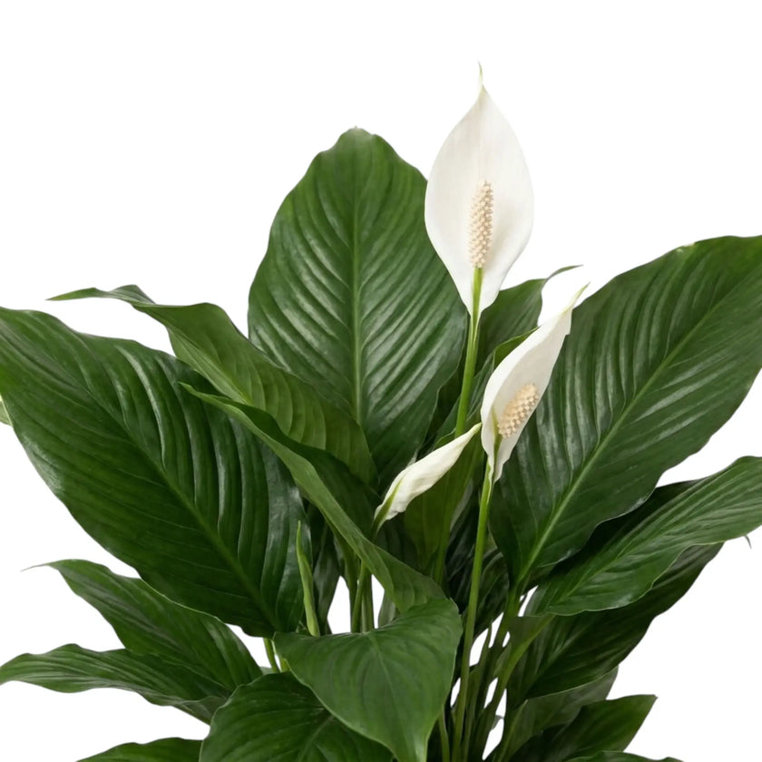 Broad glossy leaves and white flowering spathes of Spathiphyllum 'Sweet Silvana'